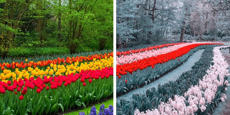 اختلال کوررنگی Color Blindness